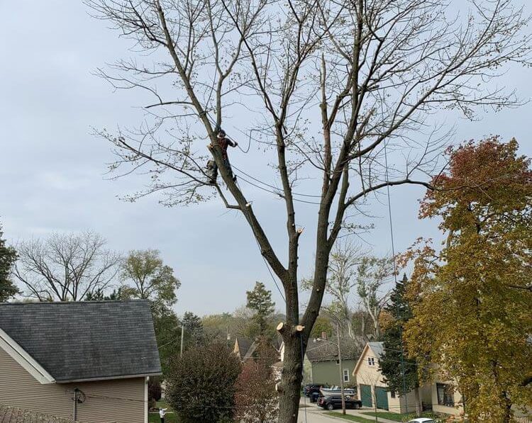 tree-trimming-removal-kane-mchenry-county